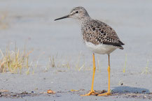 Gelbschenkel (Tringa flavipes)