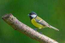 Kohlmeise (Parus major)