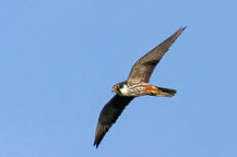 Baumfalke (Falco subbuteo) 