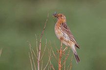 Rotkehlpieper (Anthus cervinus)