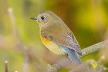 Blauschwanz (Tarsiger cyanurus)