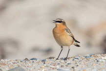 Steinschmätzer (Oenanthe oenanthe)