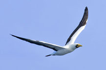 Maskentölpel (Sula dactylatra) im Flug an der omanischen Küste des Arabischen Meers.