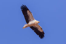 Schmutzgeier (Neophron percnopterus)