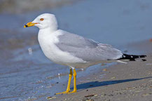 Ringschnabelmöwe (Larus delawarensis)