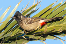 Rotsteißbülbül (Pycnonotus cafer)
