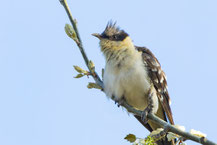 Häherkuckuck (Clamator glandarius) sitzt auf einem Ast.