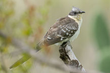 Häherkuckuck (Clamator glandarius) sitzt auf einem Ast.