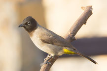 Gelbsteißbülbül (Pycnonotus xanthopygos)