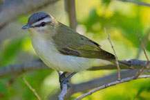 Rotaugenvireo (Vireo olivaceus)