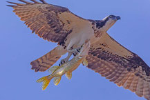 Westlicher Fischadler (Pandion haliaetus)