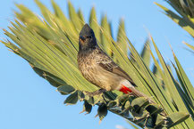 Rotsteißbülbül (Pycnonotus cafer)