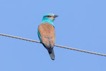 Blauracke (Coracias garrulus)