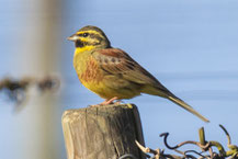 Zaunammer (Emberiza cirlus)