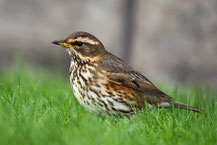 Rotdrossel (Turdus iliacus)