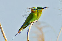 Blauwangenspint (Merops persicus)