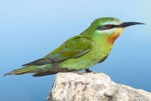 Blauwangenspint (Merops persicus)