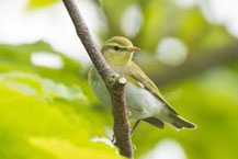 Waldlaubsänger (Phylloscopus sibilatrix) sitzt auf einem Ast in der Krone eines Ahorns und schaut nach unten. 