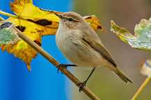 Taigazilpzalp (Phylloscopus collybita tristis) in einem Ahorn vor dem AWI Gebäude auf der Insel Helgoland.