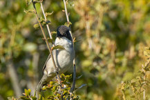 Nachtigallengrasmücke (Curruca crassirostris) schaut aus einem Busch heraus. 