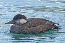 Trauerente (Melanitta nigra), im Schlichtkleid