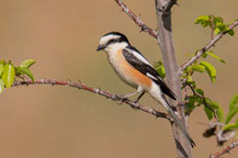 Maskenwürger  Lanius nubicus