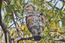 Orientturteltaube (Streptopelia orientalis)