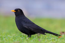 Amsel (Turdus merula)