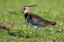 Kiebitz (Vanellus vanellus)