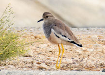 Weißschwanzkiebitz (Vanellus leucurus); Oman (Dezember 2025)