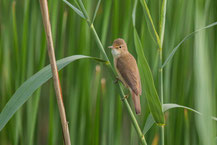 Teichrohrsänger (Acrocephalus scirpaceus)