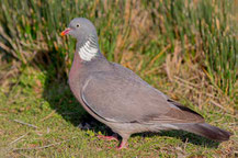 Ringeltaube (Columba palumbus)