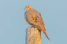 Carolinataube (Zenaida macroura)