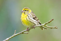 Girlitz (Serinus serinus), Foto: Viola Wege