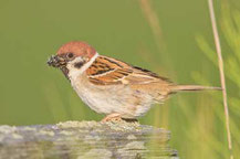 Feldsperling (Passer montanus)