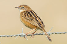 Zistensänger (Cisticola juncidis)