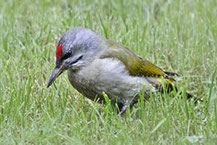 Grauspecht (Picus canus), Foto: Viola Wege