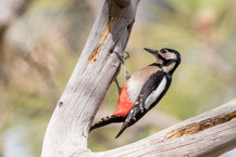 Buntspecht (Dendrocopos major) an einem Ast nach Nahrung pickend,