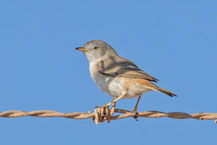 Wüstengrasmücke (Curruca nana), Oman (Dezember 2025), sitzt in einem dornigen Strauch. 