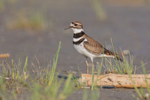 Keilschwanz-Regenpfeifer (Charadrius vociferus)