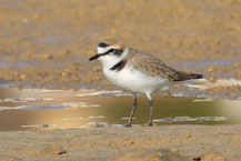 Seeregenpfeifer (Charadrius alexandrinus)
