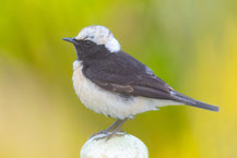  Zypernsteinschmätzer (Oenanthe cypriaca)
