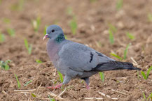 Hohltaube (Columba oenas) 