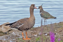 Zwerggans (Anser erythropus)