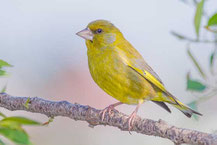 Grünfink (Carduelis chloris)