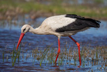 Weißstorch (Ciconia ciconia)