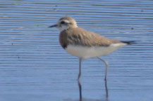 Wermutregenpfeifer (Anarhynchus asiaticus)