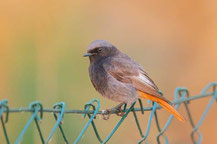 Hausrotschwanz (Phoenicurus ochruros)