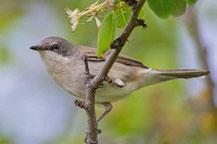 Klappergrasmücke (Sylvia curruca)