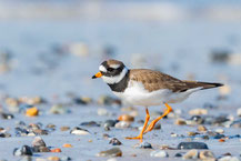 Sandregenpfeifer (Charadrius hiaticula)